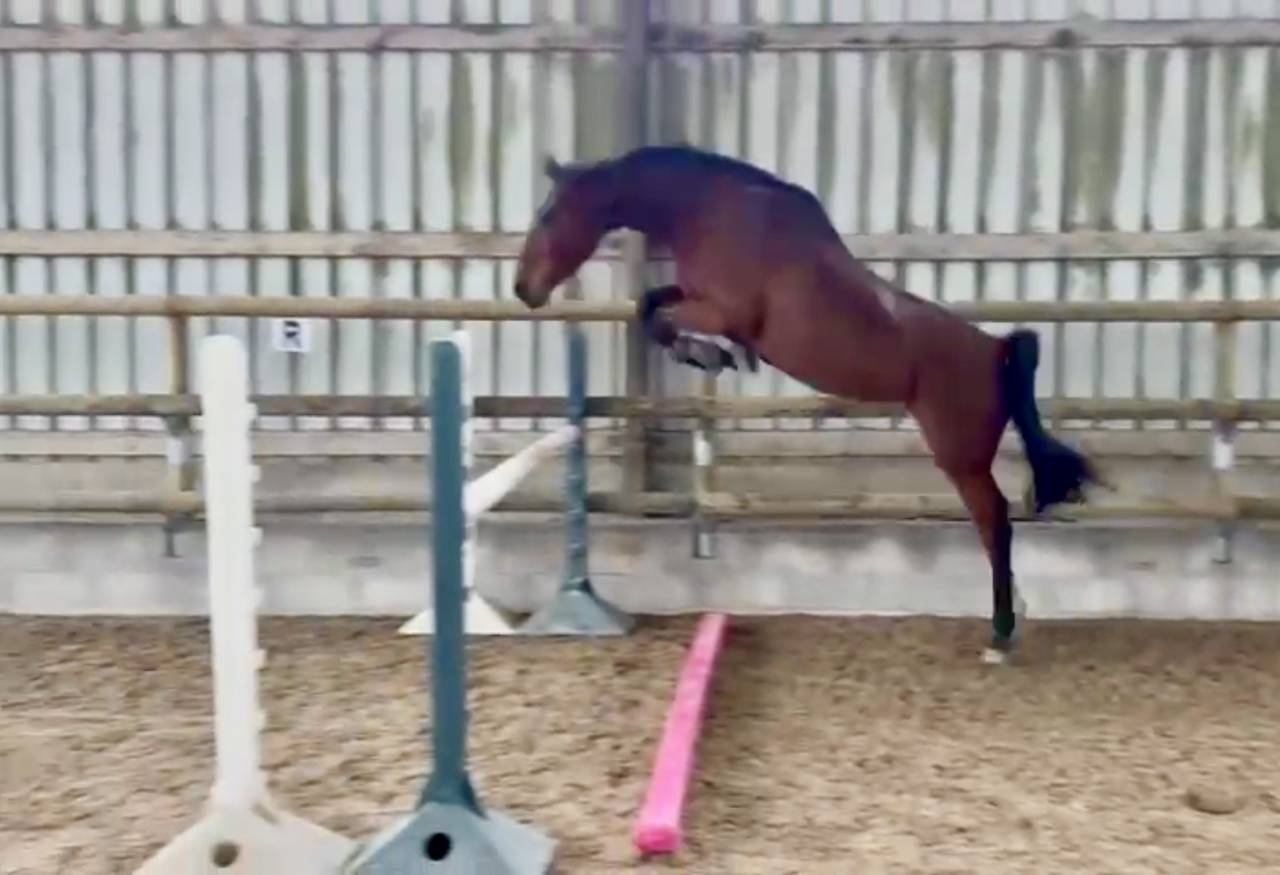 Mare Selle Français For sale 2021 Bay