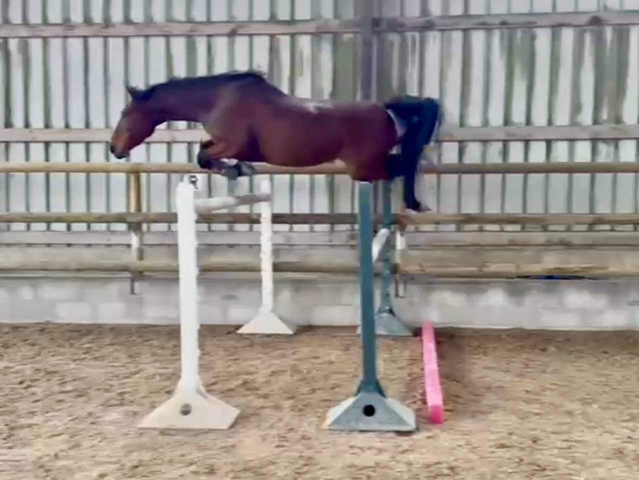 Mare Selle Français For sale 2021 Bay