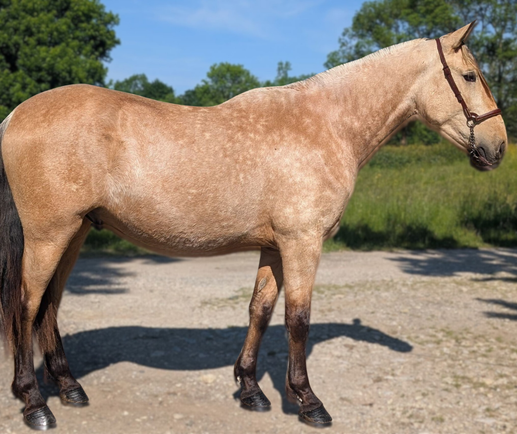 Gelding PRE Pure Spanish Bred For sale 2022 Buckskin