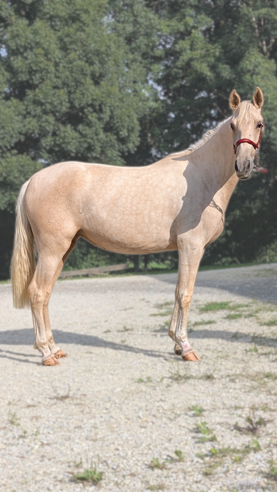 Mare PRE Pure Spanish Bred For sale 2023 Palomino
