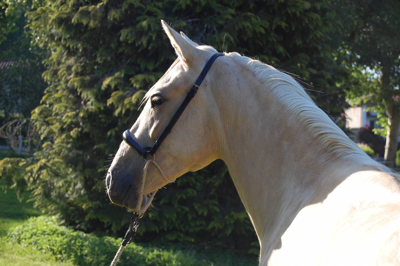 Mare PRE Pure Spanish Bred For sale 2023 Palomino