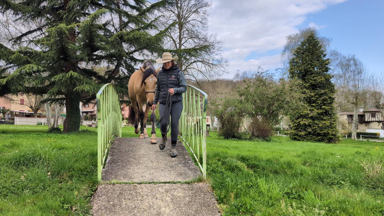 Gelding PRE Pure Spanish Bred For sale 2021 Buckskin