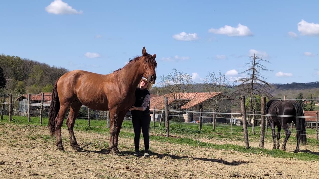Entire PRE Pure Spanish Bred For sale 2022 Chesnut