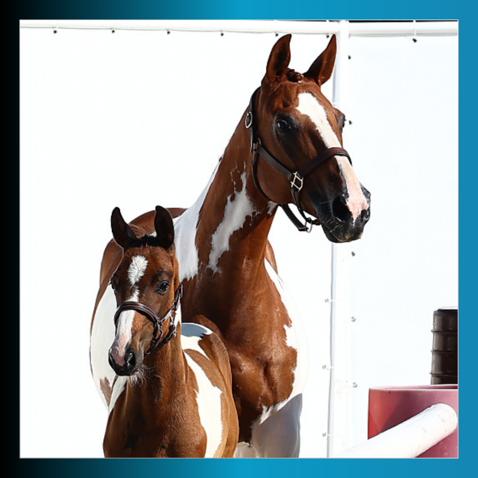 Colt Saddle Horse For sale 2025 Coloured