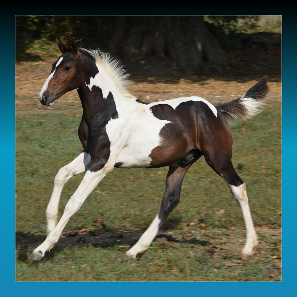 Colt Saddle Horse For sale 2025 Coloured