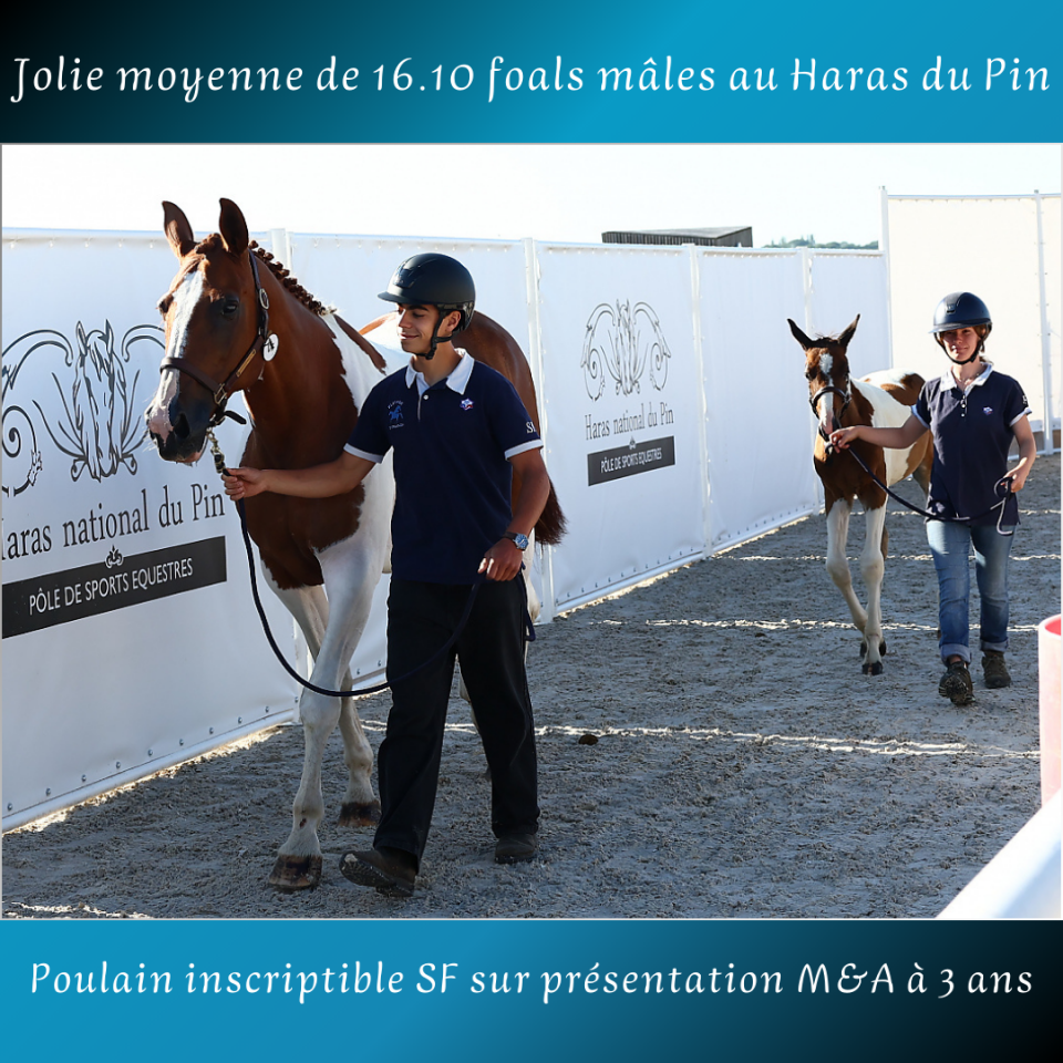 Colt Saddle Horse For sale 2025 Coloured