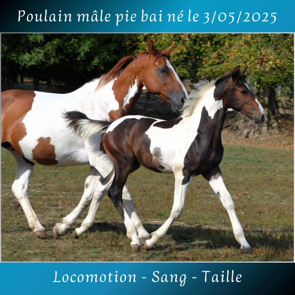 Colt Saddle Horse For sale 2025 Coloured