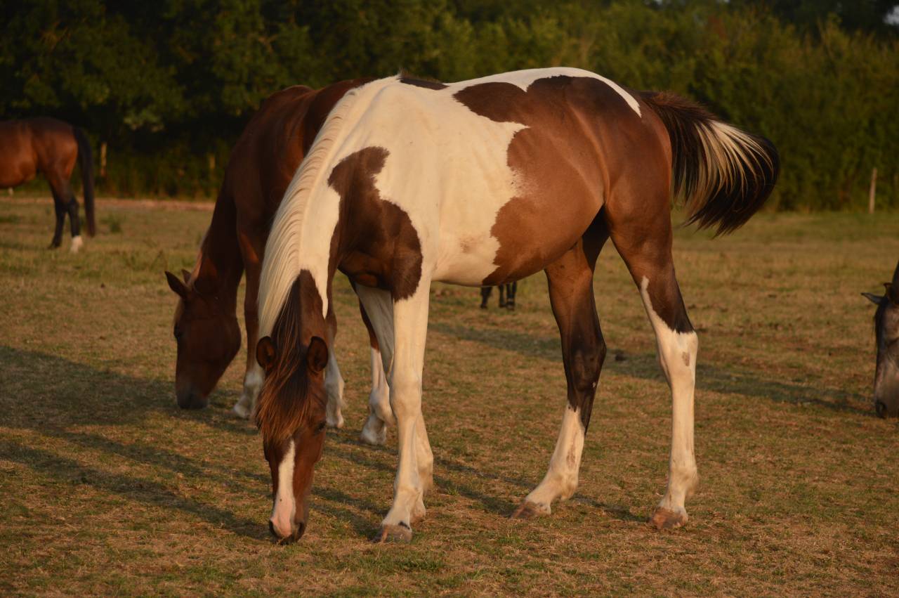 Gelding Saddle Horse For sale 2025 Coloured