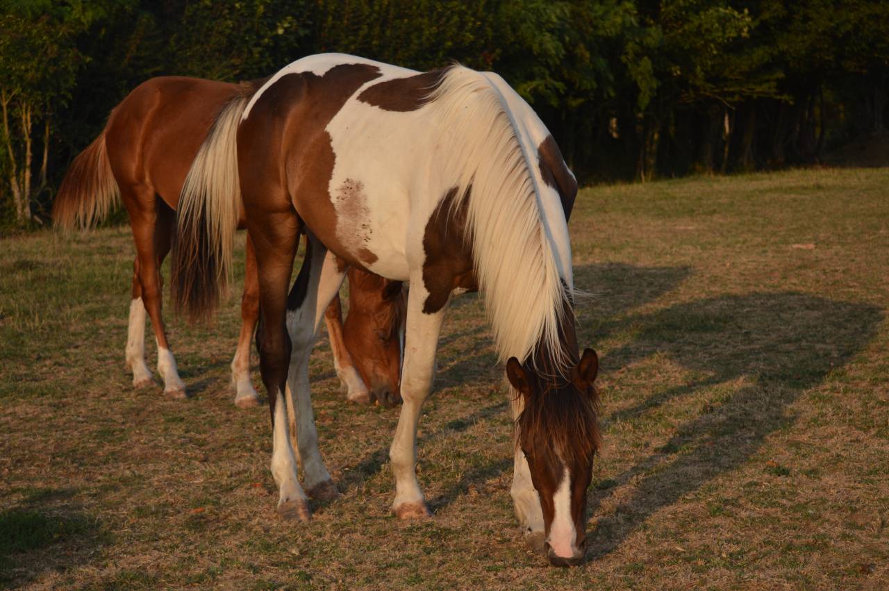 Gelding Saddle Horse For sale 2025 Coloured
