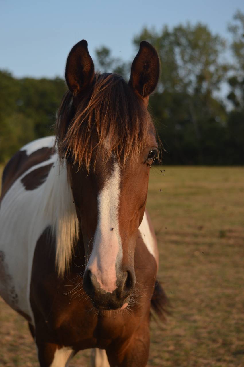 Gelding Saddle Horse For sale 2025 Coloured