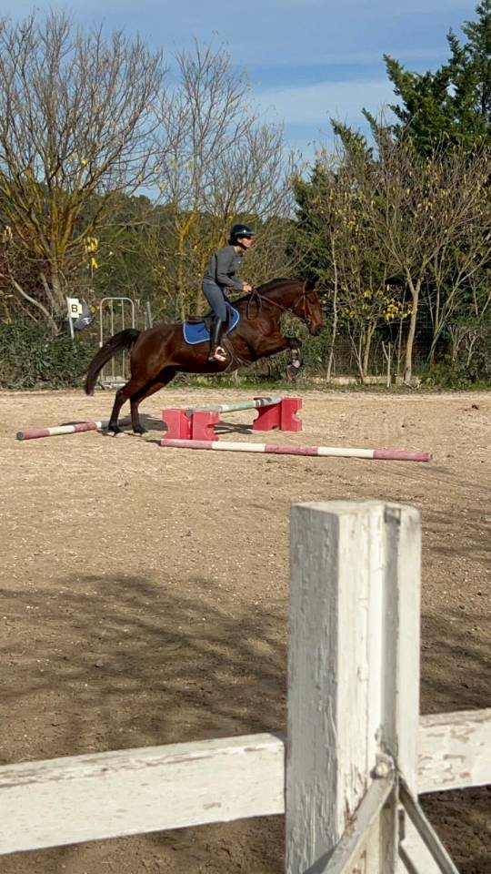 Mare French Saddle Pony For sale 2018 Dark Bay