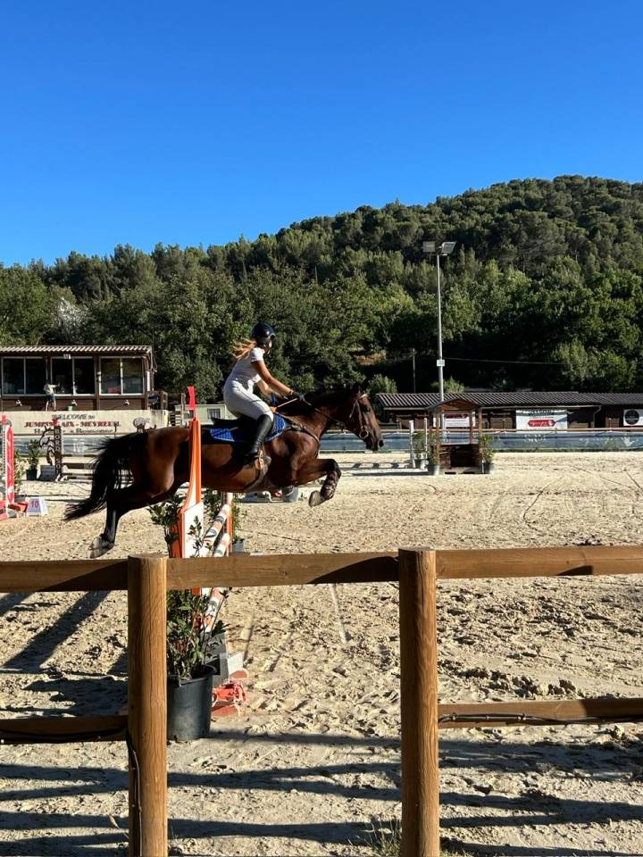 Mare French Saddle Pony For sale 2018 Dark Bay