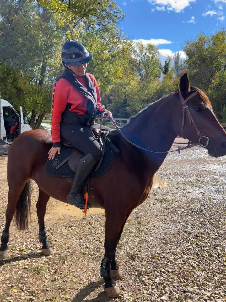 Mare French Saddle Pony For sale 2018 Dark Bay