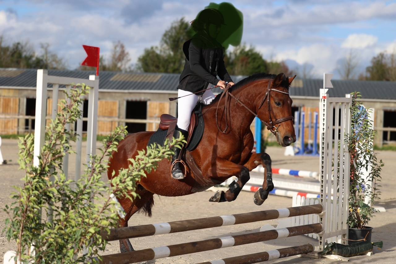 Mare French Saddle Pony For sale 2018 Dark Bay