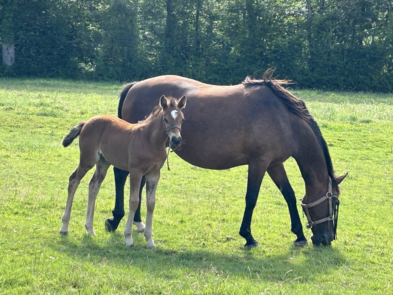 Filly French Saddle Pony For sale 2025 Bay