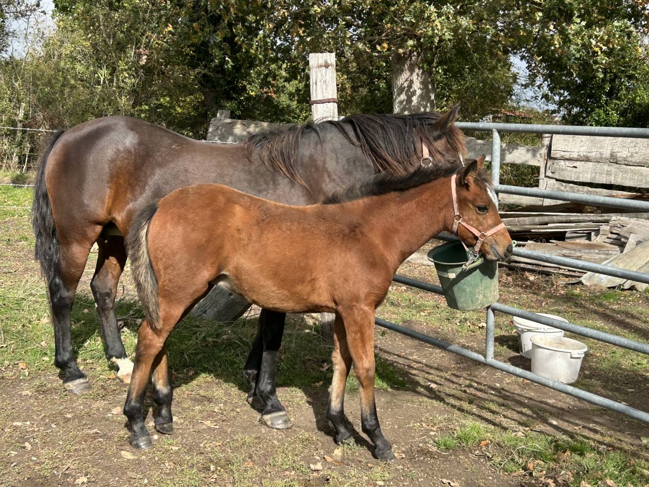 Filly French Saddle Pony For sale 2025 Bay