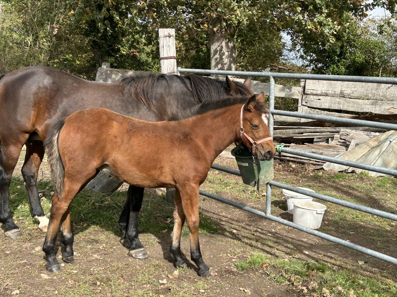 Filly French Saddle Pony For sale 2025 Bay