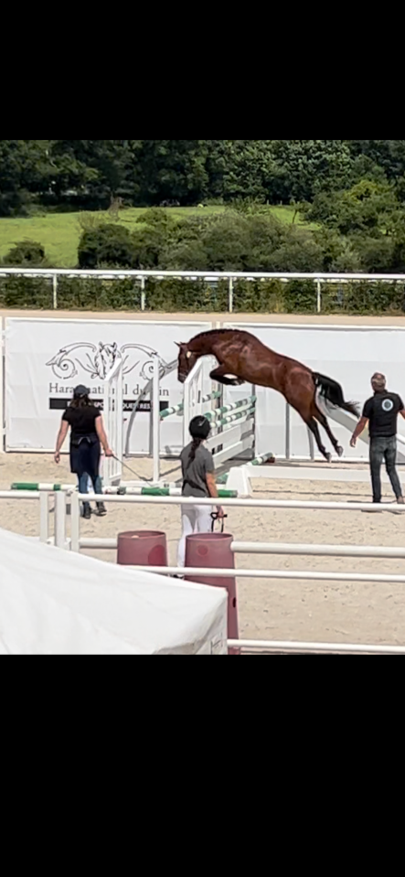 Filly French Saddle Pony For sale 2025 Bay