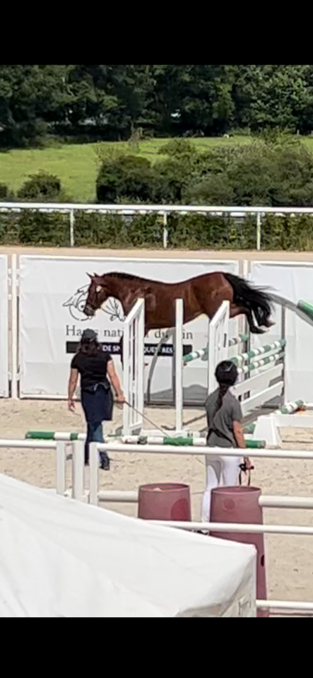 Filly French Saddle Pony For sale 2025 Bay