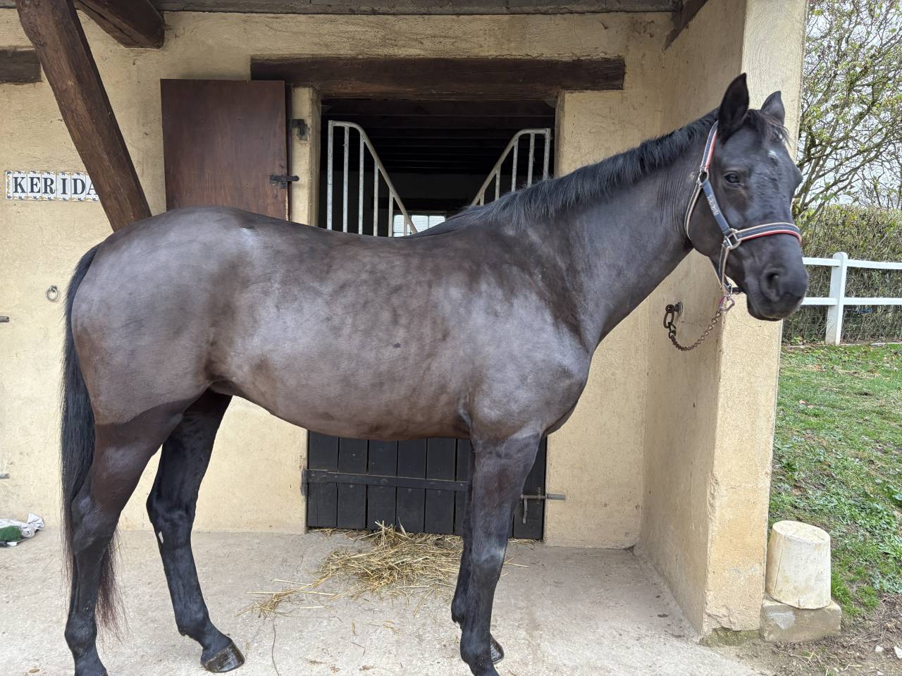 Mare Hanoverian For sale 2020 Dark Bay