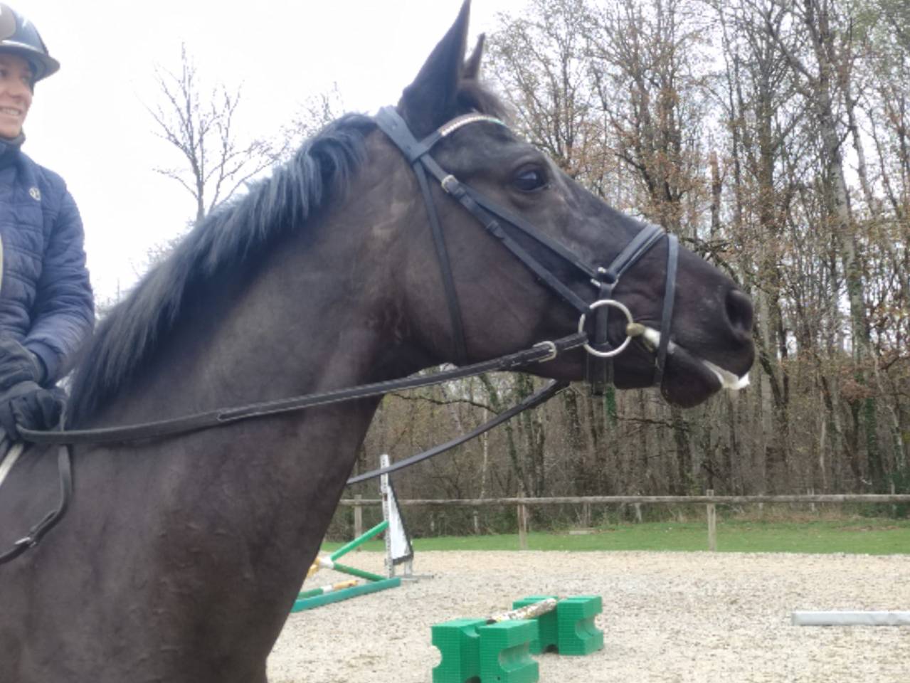 Mare Hanoverian For sale 2020 Dark Bay