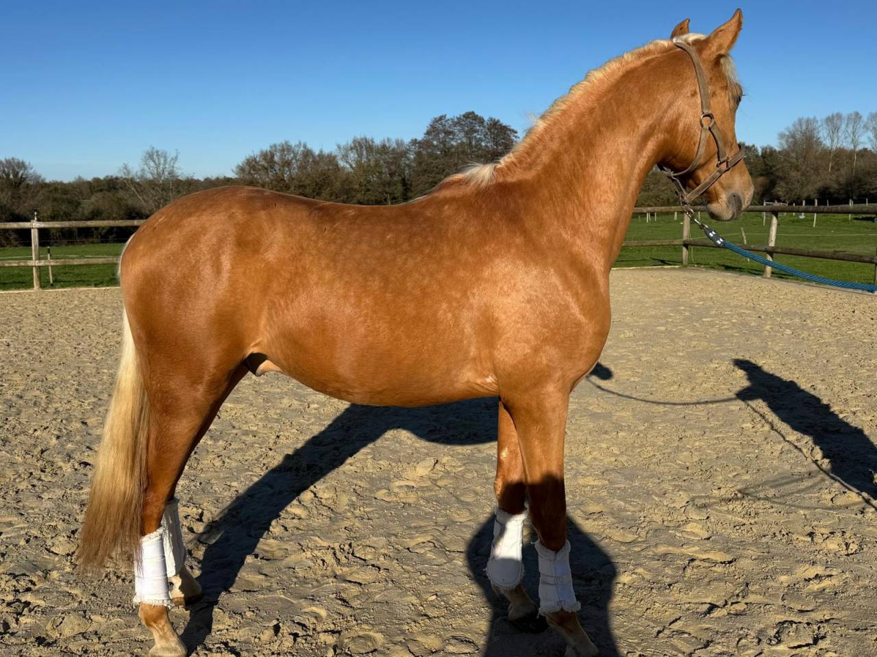 Entire PRE Pure Spanish Bred For sale 2023 Palomino