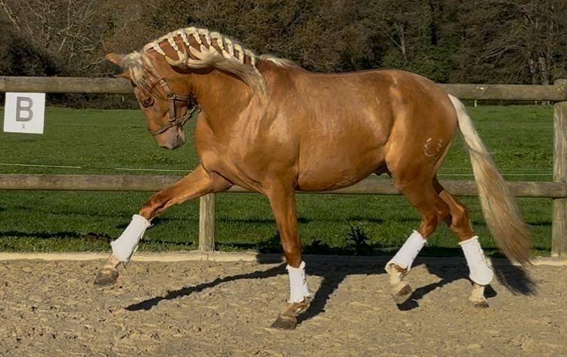 Entire PRE Pure Spanish Bred For sale 2023 Palomino