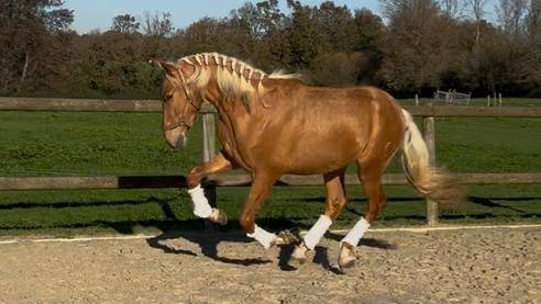 Entire PRE Pure Spanish Bred For sale 2023 Palomino