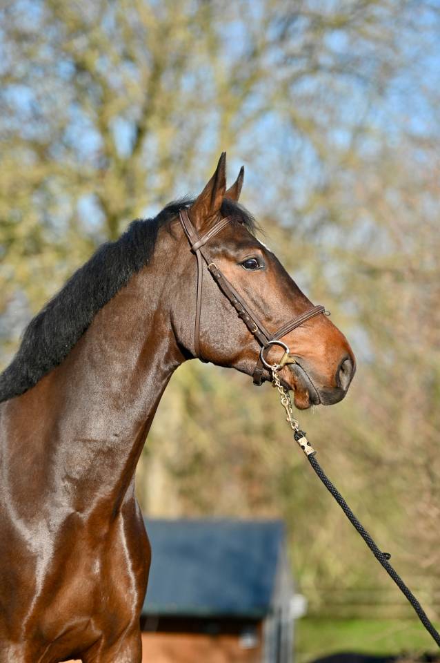 Gelding Zangersheide For sale 2021 Bay