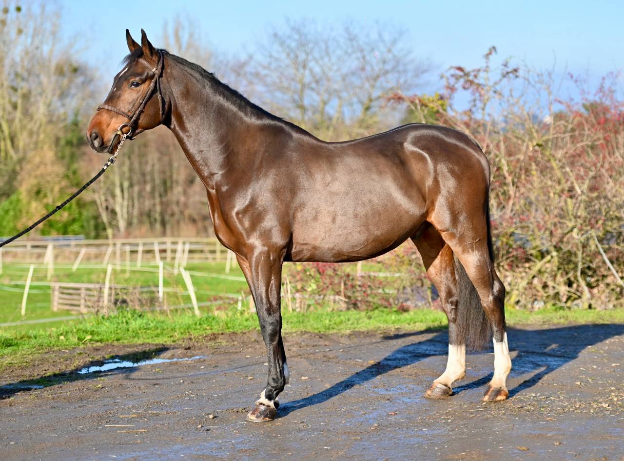 Gelding Zangersheide For sale 2021 Bay