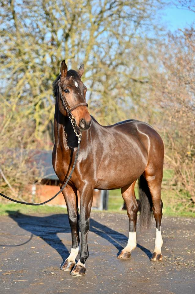Gelding Zangersheide For sale 2021 Bay