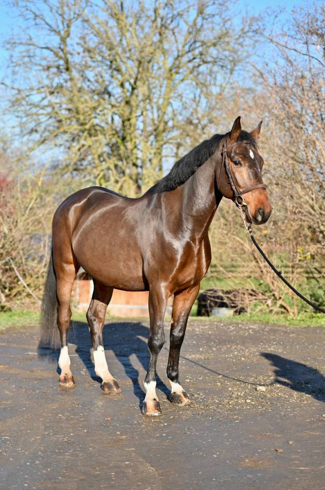 Gelding Zangersheide For sale 2021 Bay