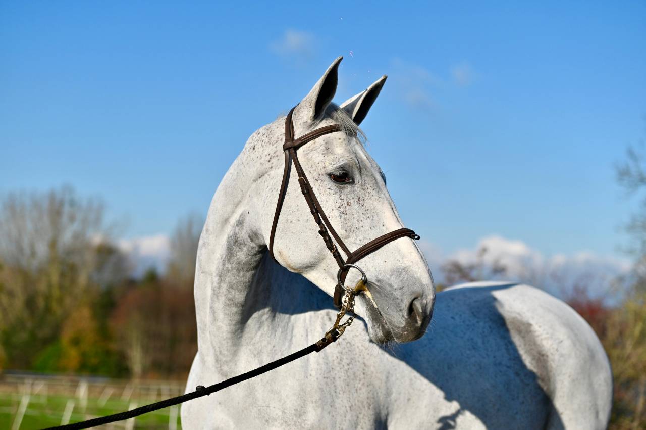 Gelding Zangersheide For sale 2015 Grey