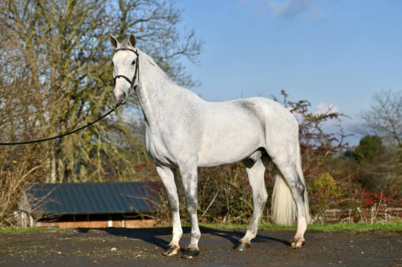 Gelding Zangersheide For sale 2015 Grey