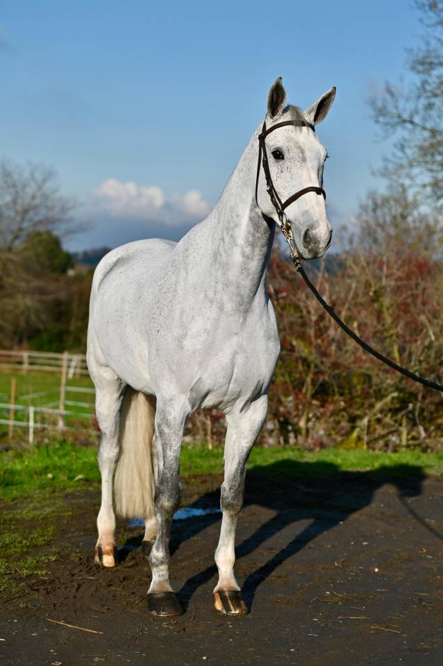 Gelding Zangersheide For sale 2015 Grey