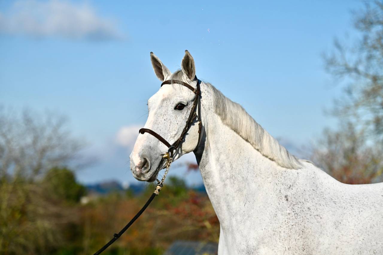 Gelding Zangersheide For sale 2015 Grey
