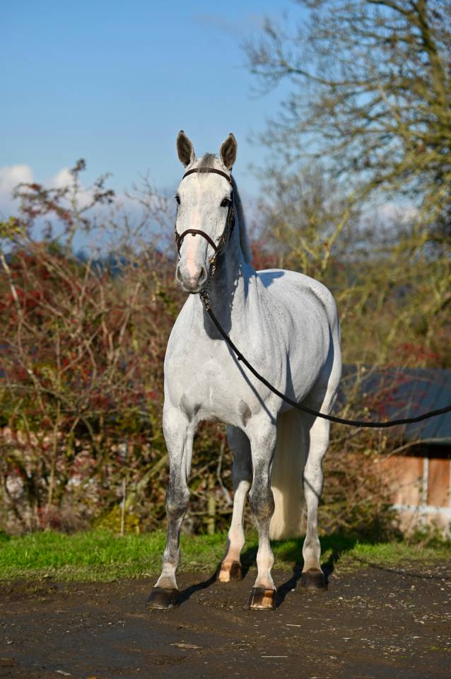 Gelding Zangersheide For sale 2015 Grey
