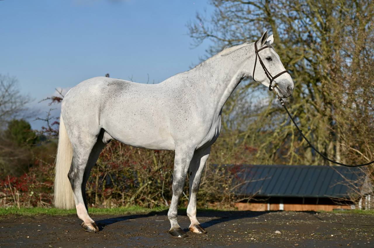 Gelding Zangersheide For sale 2015 Grey