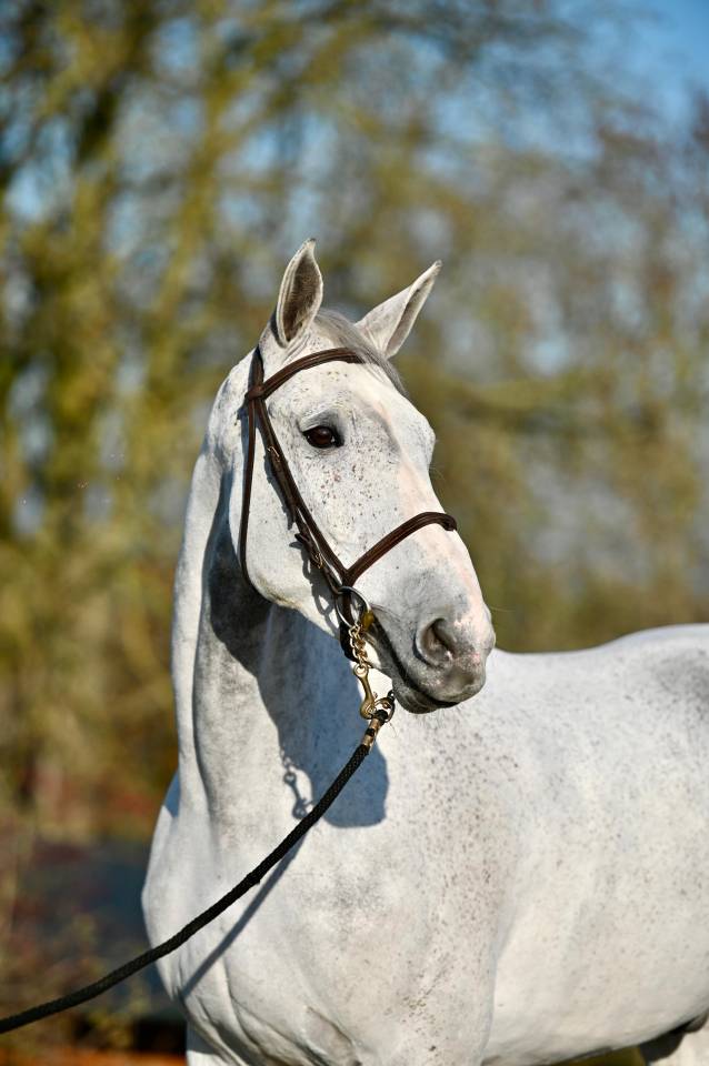 Gelding Zangersheide For sale 2015 Grey