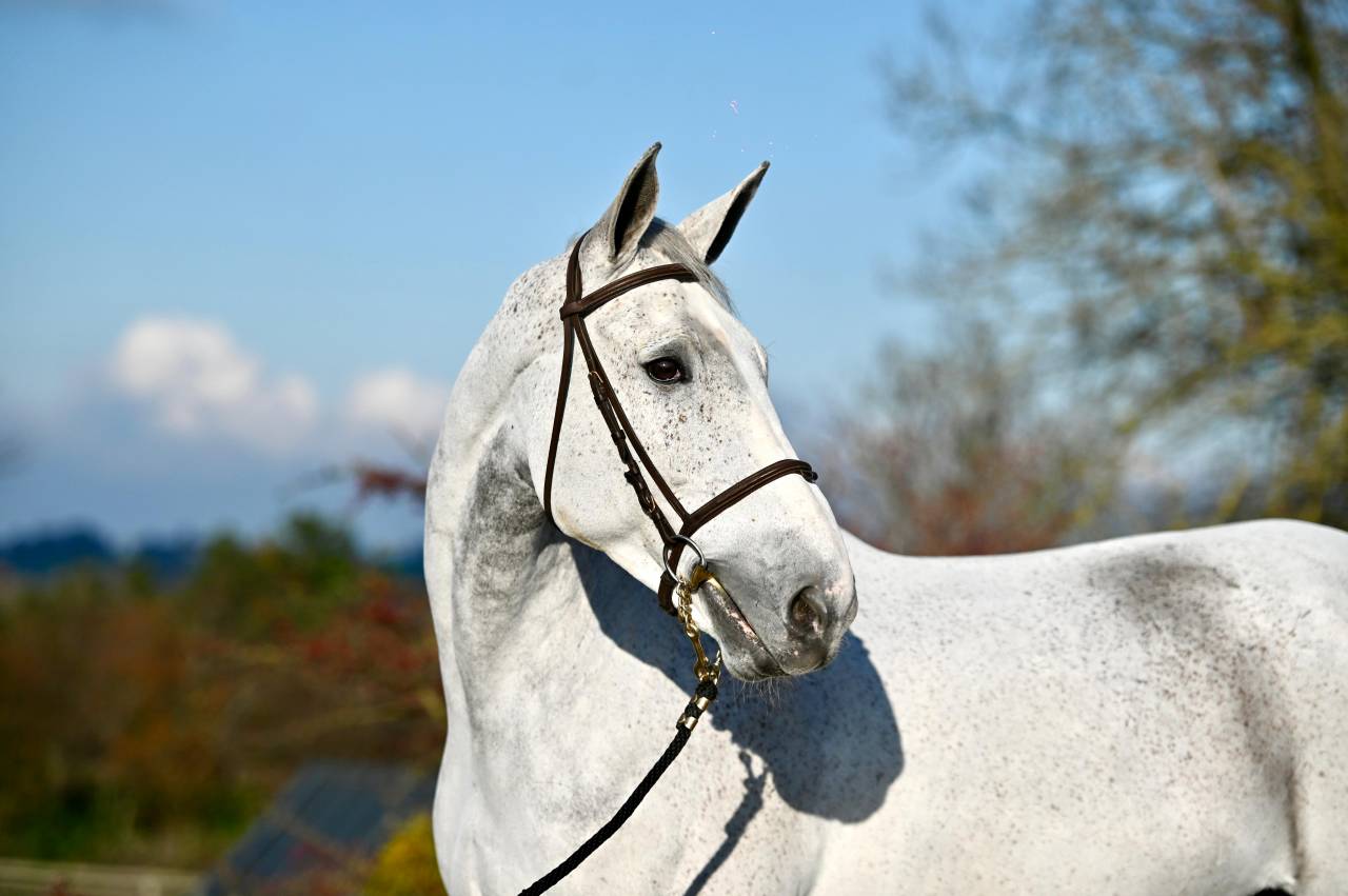 Gelding Zangersheide For sale 2015 Grey