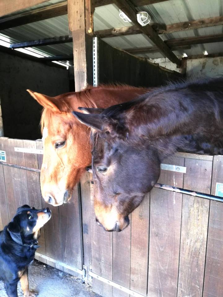 Equestrian property  Landes