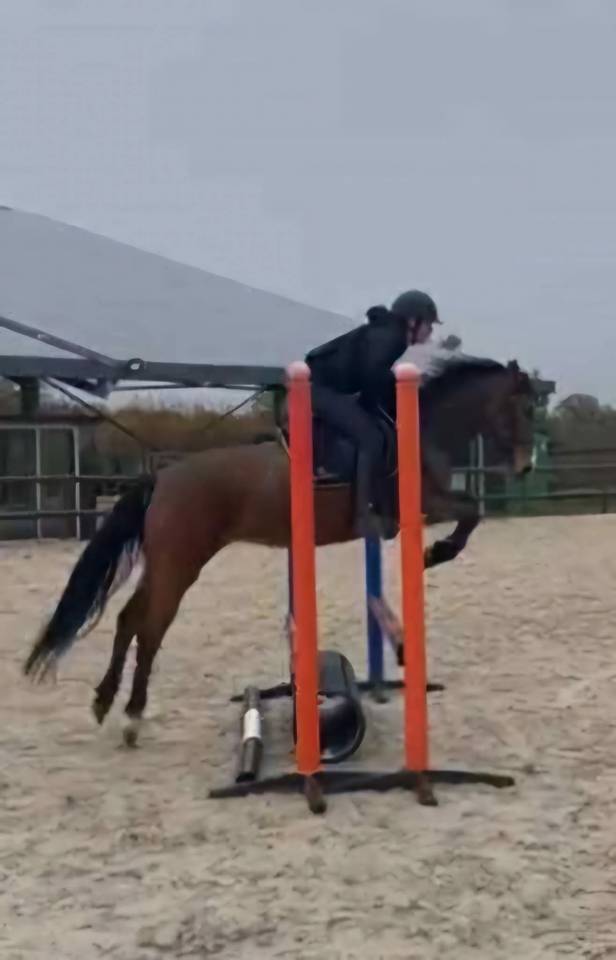 Mare Origin Recorded For sale 2019 Bay