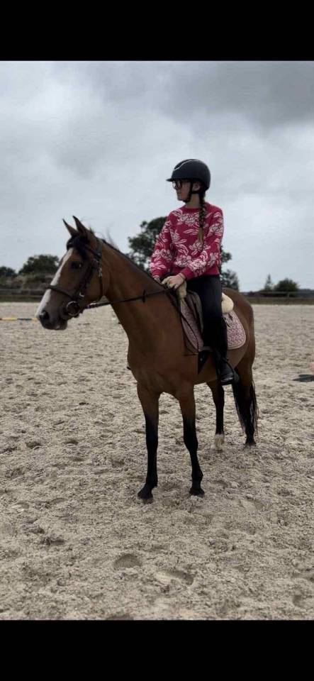 Mare Origin Recorded For sale 2019 Bay