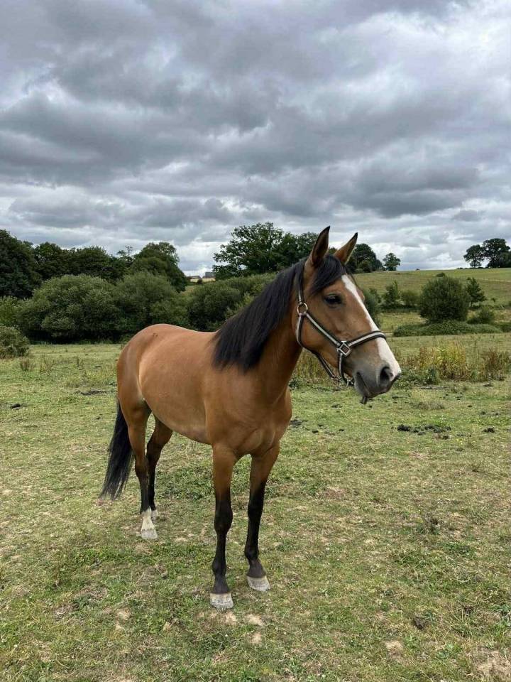 Mare Origin Recorded For sale 2019 Bay