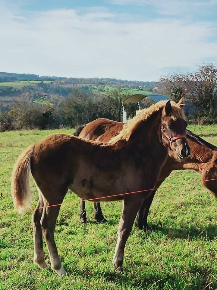 Filly Other Pony Breed For sale 2025 Chesnut