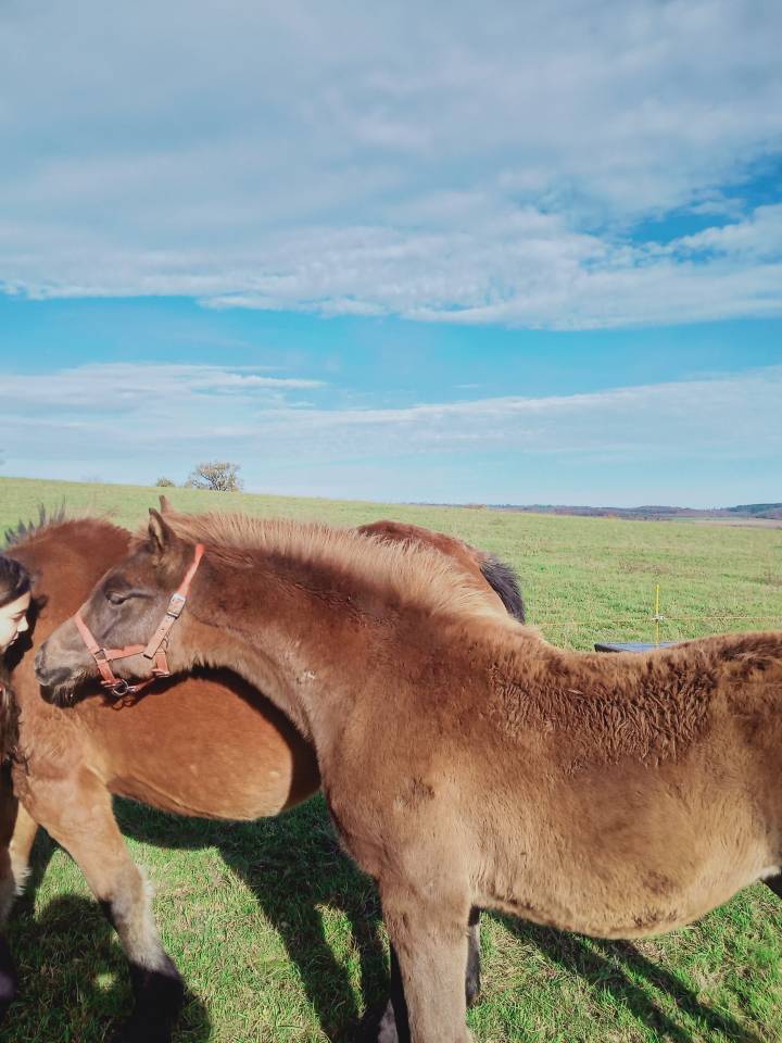 Filly Other Pony Breed For sale 2025 Chesnut