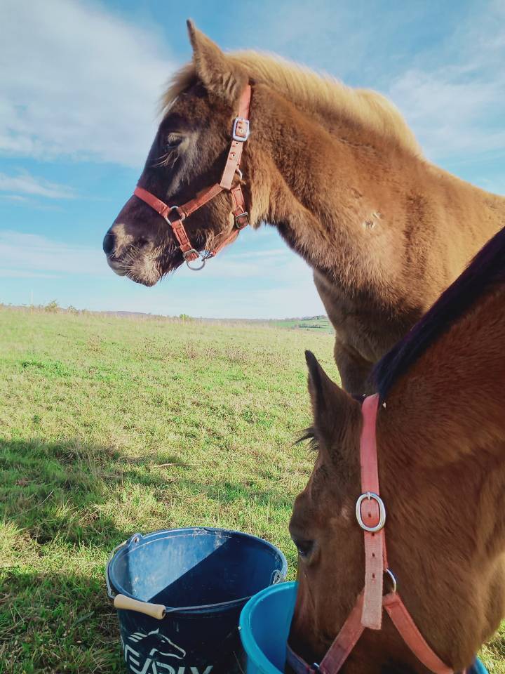 Filly Other Pony Breed For sale 2025 Chesnut