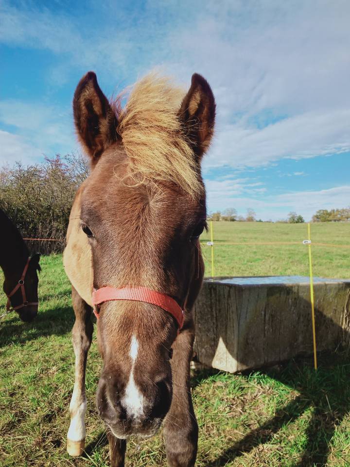 Filly Other Pony Breed For sale 2025 Chesnut