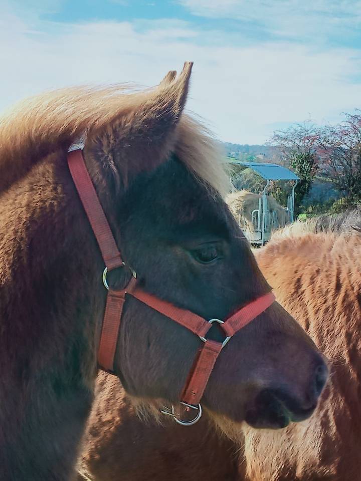 Filly Other Pony Breed For sale 2025 Chesnut
