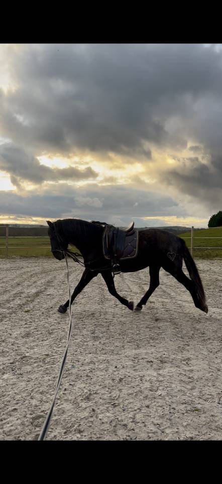 Entire PRE Pure Spanish Bred For sale 2021 Black